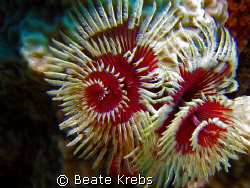 X-mas tree worm , taken at Bohol with Canon S70 and Macro... by Beate Krebs 
